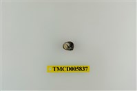 藏品(灰白陸寄居蟹)的圖片